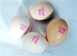 Trứng gà Omega 3 – Sảp phẩm tốt cho sức khỏe